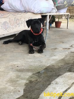 Cane Corso İtaat Eğitimli A Class SRC'li 8-10 Aylık 1