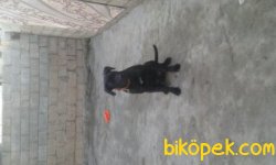 Cane Corso İtaat Eğitimli A Class SRC'li 8-10 Aylık 4