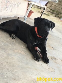 Cane Corso İtaat Eğitimli A Class SRC'li 8-10 Aylık 2