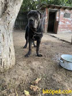 Cane Corso Italiano Blue 7 Aylık 1