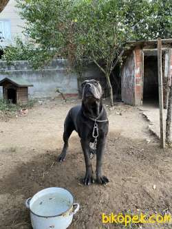 Cane Corso Italiano Blue 7 Aylık 3
