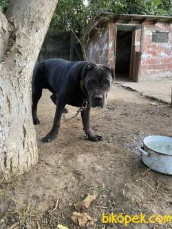 Cane Corso Italiano Blue 7 Aylık 2