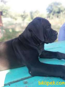 CANE CORSO İTALYAN MASTİFF YAVRULARIMIZ 5