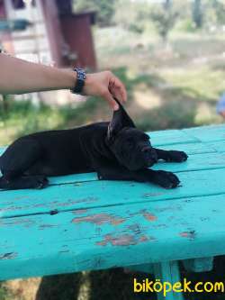 CANE CORSO İTALYAN MASTİFF YAVRULARIMIZ 2