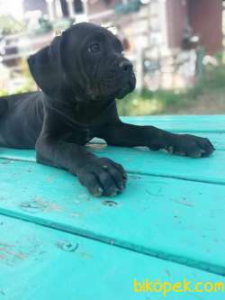 CANE CORSO İTALYAN MASTİFF YAVRULARIMIZ 4