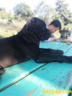 CANE CORSO İTALYAN MASTİFF YAVRULARIMIZ 3