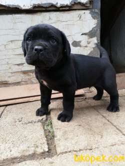 CANE CORSO İTALYAN MASTİFF YAVRULARIMIZ