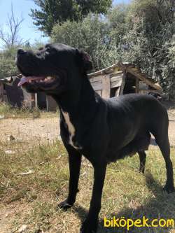 Cane Corso Orjinal 1
