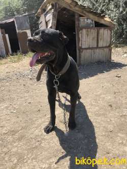 Cane Corso Orjinal 5