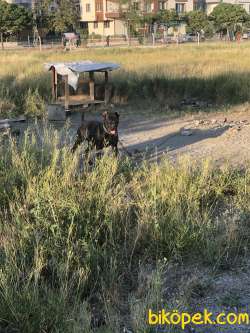 Cane Corso Orjinal 4