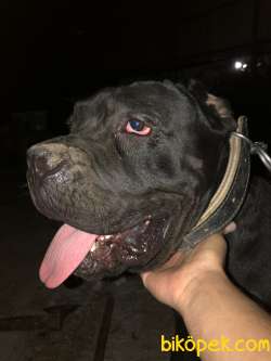 Cane Corso Orjinal 2