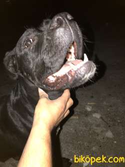 Cane Corso Orjinal 3