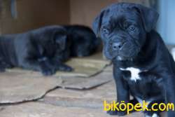 Cane Corso Orjinal Italyan 4