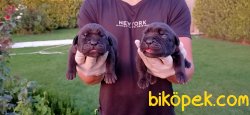 Cane Corso Siyah Ve Blue Koruma Yavrularım 1