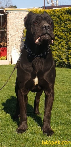 Cane Corso Siyah Ve Blue Koruma Yavrularım 2