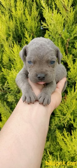Cane Corso Siyah Ve Blue Koruma Yavrularım 4