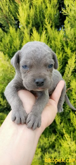 Cane Corso Siyah Ve Blue Koruma Yavrularım 5