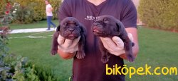 Cane Corso Siyah Ve Blue Koruma Yavrularım 3