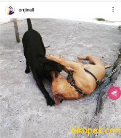 Cane Corso Ve Prese Canario Yavrular 15 Gunluk 5
