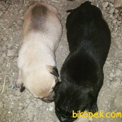 Cane Corso Ve Prese Canario Yavrular 15 Gunluk 3