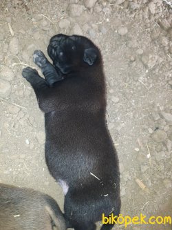 Cane Corso Ve Prese Canario Yavrular 15 Gunluk 4