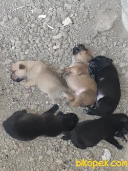 Cane Corso Ve Prese Canario Yavrular 15 Gunluk 1