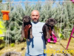 CANE CORSO YAVRU 2