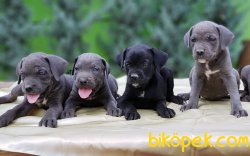 SİYAH VE BLUE CANE CORSO YAVRU 4