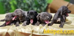 SİYAH VE BLUE CANE CORSO YAVRU 5