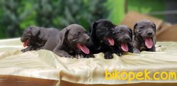 SİYAH VE BLUE CANE CORSO YAVRU 2