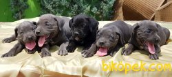 SİYAH VE BLUE CANE CORSO YAVRU 3