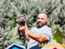 CANE CORSO YAVRU 4