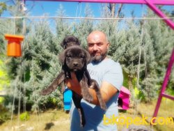 CANE CORSO YAVRU 3
