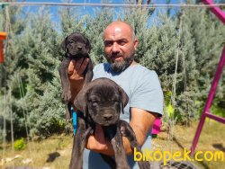 CANE CORSO YAVRU 2