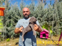 CANE CORSO YAVRU 1