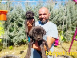 CANE CORSO YAVRU 5