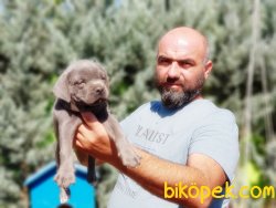 CANE CORSO YAVRU 3