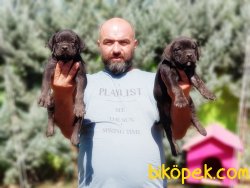CANE CORSO YAVRU 4
