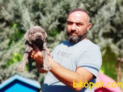 CANE CORSO YAVRU 2