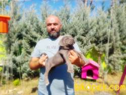 CANE CORSO YAVRU 3