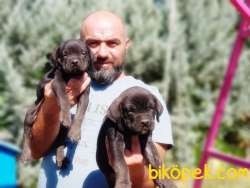 CANE CORSO YAVRU 4