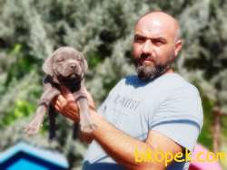 CANE CORSO YAVRU