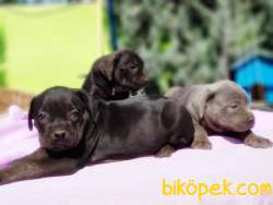 CANE CORSO YAVRU 2