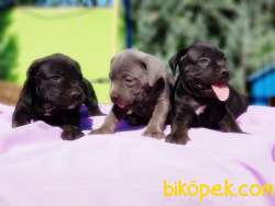 CANE CORSO YAVRU 4