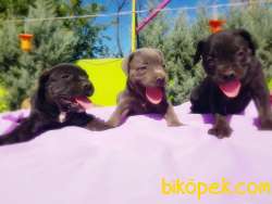 CANE CORSO YAVRU 5