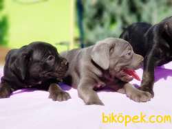 CANE CORSO YAVRU 3