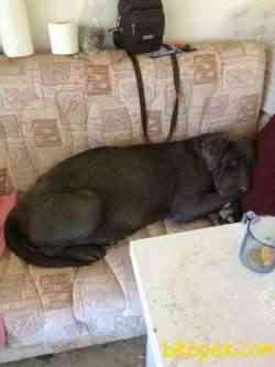CANE CORSO YAVRU 3