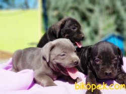 CANE CORSO YAVRULAR 5