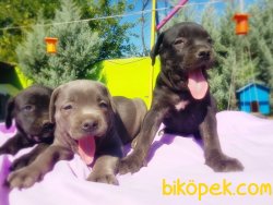 CANE CORSO YAVRULAR 1