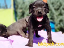 CANE CORSO YAVRULAR 2